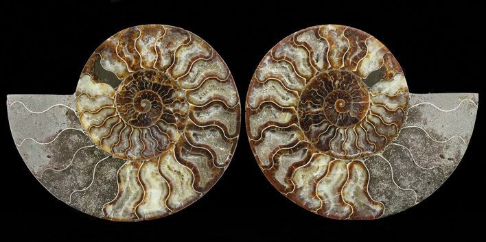 Cut & Polished Ammonite Fossil - Agatized #60284